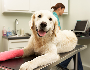 Pre-Existing Conditions for Pet Insurance